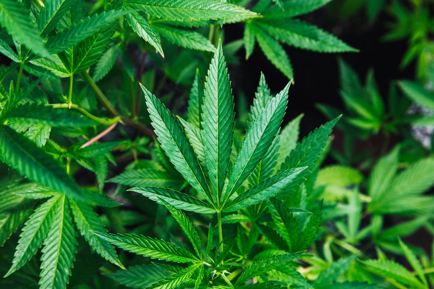 Morea_Law_LLC_Blogs_New_Yorks_Legalization_Of_Marijuana_Includes_Protections_For_Workers